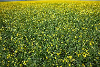 传闻：《光环》系列将登陆全平台 不止Xbox