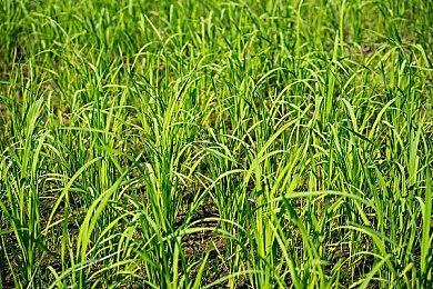 《战神：诸神黄昏》闭嘴MOD让阿特柔斯把嘴闭上